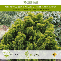 Кипарисовик туполистный Нана Аурея