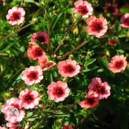 Лапчатка непальская Мисс Вильмот