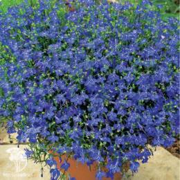 Лобелия ампельная Регатта Марине Блю