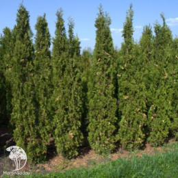 Туя западная Дегрут Спайр