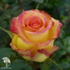 Роза чайно-гибридная Амбианс фото 1 