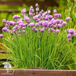 Шнитт-лук Эректа