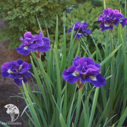 Ирис сибирский Кабум