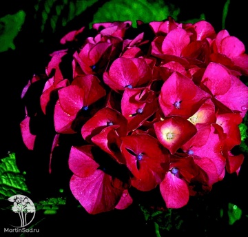 Фото Гортензия крупнолистная Мася