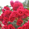 Роза плетистая Пол Скарлет Клаймбер фото 1 