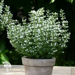 Душевик котовниковый Вайт Клауд