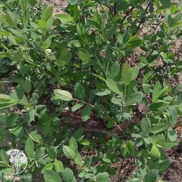 Жимолость Золушка