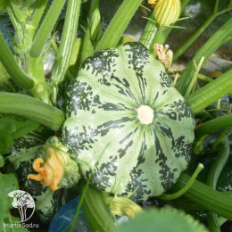 Патиссон Мраморный