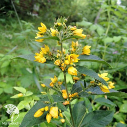 Вербейник Златовласка (точечный)