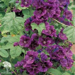 Мальва Палермо (лесная, сиренево-лиловая) Евро