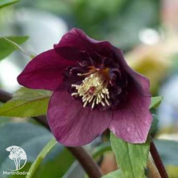 Фото Морозник восточный Притти Эллен Пёрпл