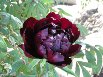 Фото Пион древовидный Гуань Ши Мо Ю / Чёрная Корона