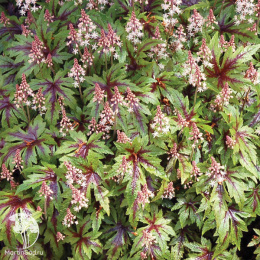 Тиарелла гибридная Шугар энд спайс