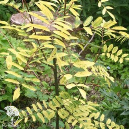 Рябина обыкновенная Розина Ауреа