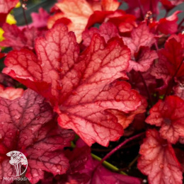 Гейхера Паприка