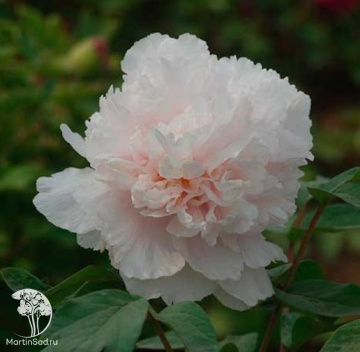 Фото Пион древовидный Снежная погода