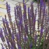 Salvia nemorosa Dwarf Blue Queen Шалфей дубравный Блю Квин фото 3 