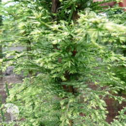 Метасеквойя глиптостробоидная Литл Крими