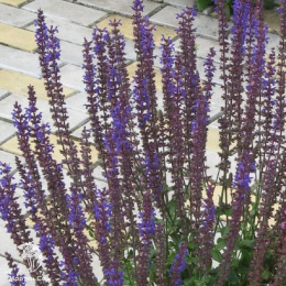 Salvia nemorosa Dwarf Blue Queen Шалфей дубравный Блю Квин