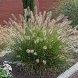 Пеннисетум лисохвостный Литл Хоней