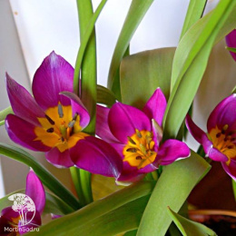 Тюльпан ботанический (карликовый) в ассортименте