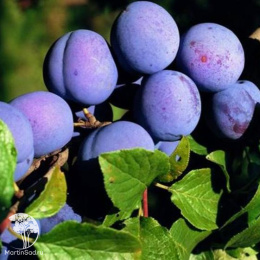 Слива гибрид Этюд + Заречная Ранняя