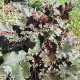 Гейхера Каппучино