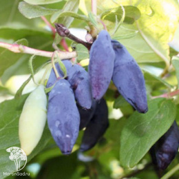 Жимолость Золушка