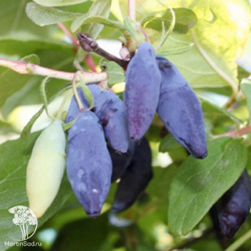 Фото Жимолость Золушка