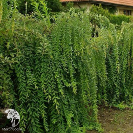  Ива цельнолистная Пендула на штамбе