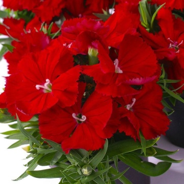 Фото Dianthus chinensis Diana Scarlet Гвоздика китайская Диана Скарлет