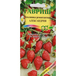 Земляника Александрина ( мелкоплодная ремонтант.)