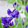 Душистый горошек Ажур Синий (Ароматный сад) фото 1 