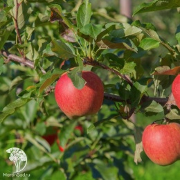 Яблоня Июльское Черненко
