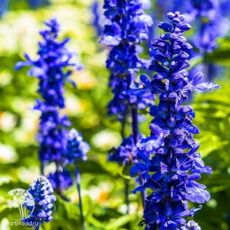 Сальвия Голубой иней