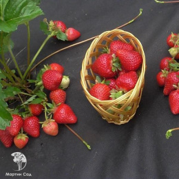Земляника садовая Моллинг Сентчери