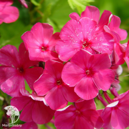 Флокс метельчатый Тенор