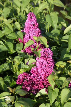 Фото Сирень обыкновенная Заря коммунизма