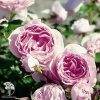 Роза флорибунда Гартентрауме фото 1 