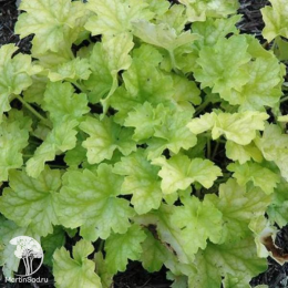 Сверхвыгодный микс! Гейхера Лаймейд + Гейхера Саузен Комфорт + Гейхера Паприка