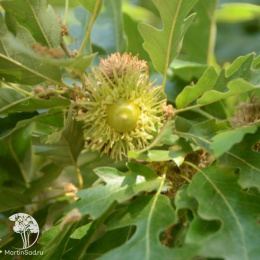 Дуб австрийский Quercus cerris