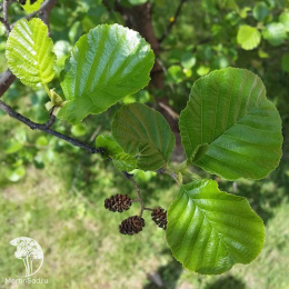 Ольха чёрная Гринвуд