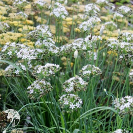 Лук душистый