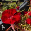 Dianthus chinensis Diana Scarlet Гвоздика китайская Диана Скарлет фото 1 