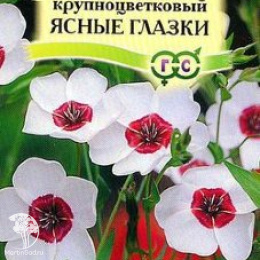 Лён Ясные глазки, крупноцв.