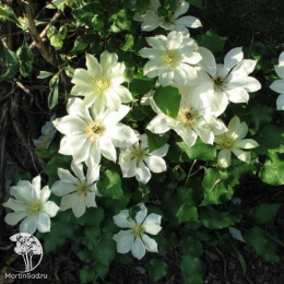 Клематис Мунлайт (Еллоу Квин)