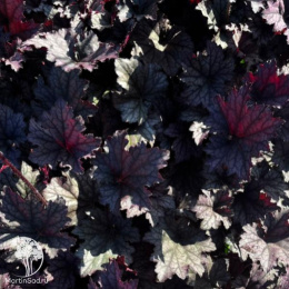 Гейхера Фростед Вайолет