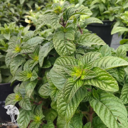 Мята Черная Смородина