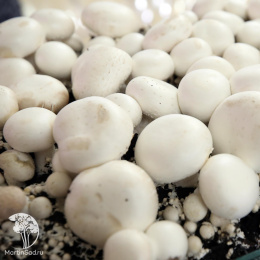 Шампиньон Белый на зерновом субстрате