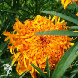 Бархатцы пр. Фантастика оранжевая (Тагетес)